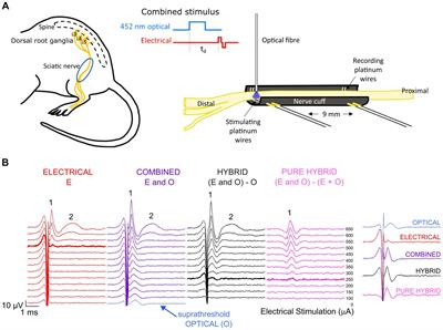 Combined optogenetic and electrical stimulation of the sciatic nerve for selective control of sensory fibers